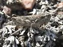 Kennicott's Spur-throat Grasshopper - photo 5