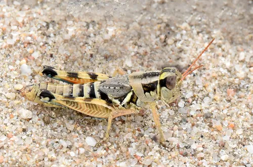 Lakin Grasshopper - Melanoplus lakinus