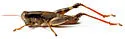 Melanoplus latus