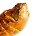 Melanoplus latus - photo 2