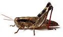 Melanoplus latus - photo 3