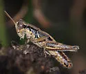 Wood-colored Short-wing Grasshopper