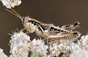 Wood-colored Short-wing Grasshopper - photo 2