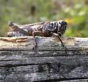 McClung's Juniper Grasshopper