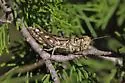 McClung's Juniper Grasshopper - photo 2