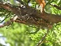 McClung's Juniper Grasshopper - photo 3