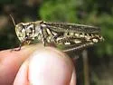 McClung's Juniper Grasshopper - photo 4