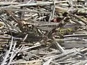 McClung's Juniper Grasshopper - photo 5
