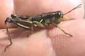 Magdalena Short-wing Grasshopper