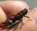 Magdalena Short-wing Grasshopper - photo 2