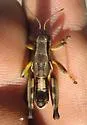 Magdalena Short-wing Grasshopper - photo 3