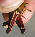 Magdalena Short-wing Grasshopper - photo 4