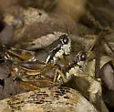 Smith's Short-wing Grasshopper