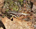 Smith's Short-wing Grasshopper - photo 2