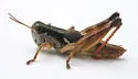 Smith's Short-wing Grasshopper - photo 3