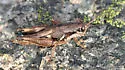 Smith's Short-wing Grasshopper - photo 4