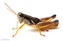 Smith's Short-wing Grasshopper - photo 5
