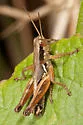 Margined Spur-throat Grasshopper - Melanoplus marginatus
