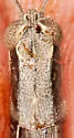 Margined Spur-throat Grasshopper - photo 2