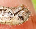 Margined Spur-throat Grasshopper - photo 3