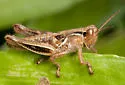 Margined Spur-throat Grasshopper - photo 4