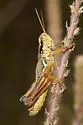 Margined Spur-throat Grasshopper - photo 5