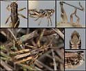 Melanoplus microtatus