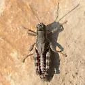 Montana Short-wing Grasshopper