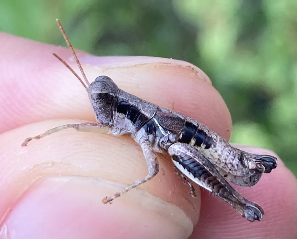 Ocala Clawcercus Grasshopper - photo 2