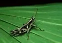 Dark-sided Grasshopper - Melanoplus nigrescens