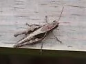 Dark-sided Grasshopper - photo 2