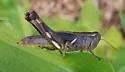 Dark-sided Grasshopper - photo 3