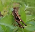 Dark-sided Grasshopper - photo 4