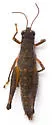 Melanoplus nossi
