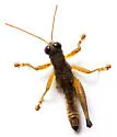 Melanoplus nossi - photo 3
