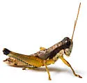 Melanoplus nossi - photo 4