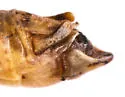 Melanoplus nossi - photo 5