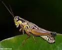 Nubile Short-wing Grasshopper