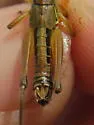 Nubile Short-wing Grasshopper - photo 2
