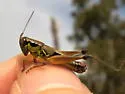 Nubile Short-wing Grasshopper - photo 3