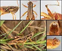Melanoplus obespsolus