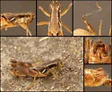 Melanoplus obespsolus - photo 2