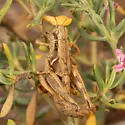 Melanoplus obespsolus - photo 3