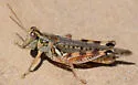 Flabellate Grasshopper