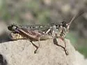 Flabellate Grasshopper - photo 2