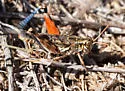 Flabellate Grasshopper - photo 3