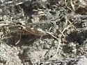 Flabellate Grasshopper - photo 5