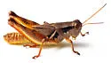 Oklahoma Spur-throat Grasshopper