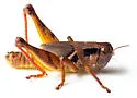Oklahoma Spur-throat Grasshopper - photo 3