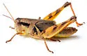 Oklahoma Spur-throat Grasshopper - photo 4